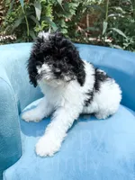 Nampula, a male Cavapoo for sale in Temple, GA – 1 of 10