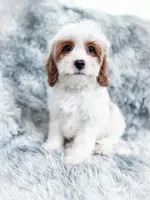 Bullet , a male Cavapoo for sale in Temple, GA – 6 of 9