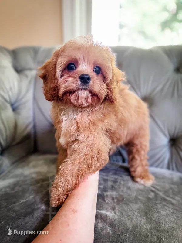 Pez – Cavapoo puppy for sale in Temple, GA
