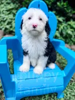Bubbles, a female Sheepadoodle for sale in Temple, GA – 3 of 9