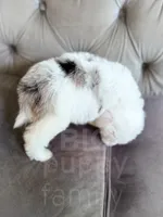 Barbie, a female Sheepadoodle for sale in Temple, GA – 5 of 7