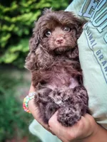 Fudge , a male Cavapoo for sale in Temple, GA – 4 of 6