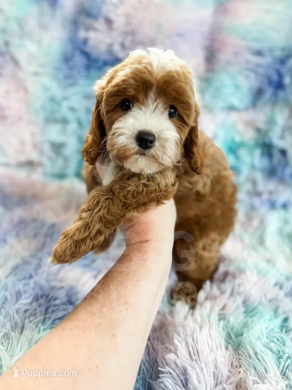 Charm – Cavapoo puppy for sale in Temple, GA