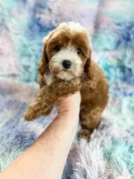 Charm, a female Cavapoo for sale in Temple, GA – Photo 1 of 6