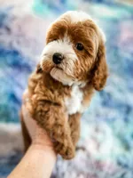 Charm, a female Cavapoo for sale in Temple, GA – Photo 3 of 6