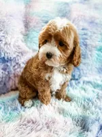 Charm, a female Cavapoo for sale in Temple, GA – Photo 2 of 6