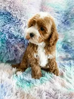 Charm, a female Cavapoo for sale in Temple, GA – Photo 5 of 6