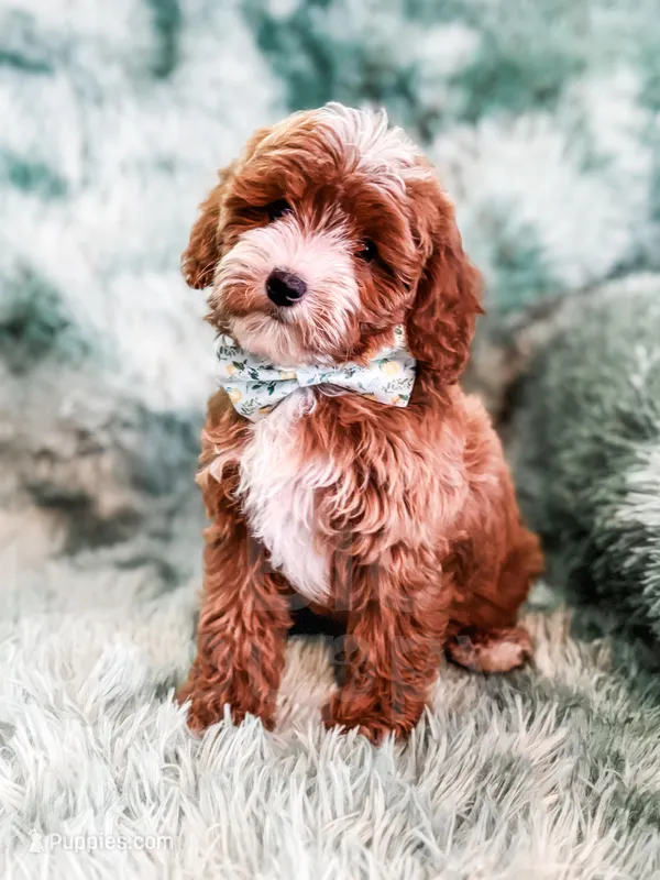 Charm – Cavapoo puppy for sale in Temple, GA