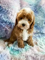 Charm, a female Cavapoo for sale in Temple, GA – Photo 4 of 6