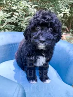 Lichinga, a female Cavapoo for sale in Temple, GA – 1 of 9