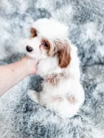 Bullet , a male Cavapoo for sale in Temple, GA – 9 of 9