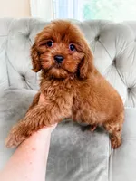 Grapefruit, a male Cavapoo for sale in Temple, GA – 6 of 6