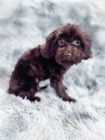Canary, a female Cavapoo for sale in Temple, GA – 2 of 8