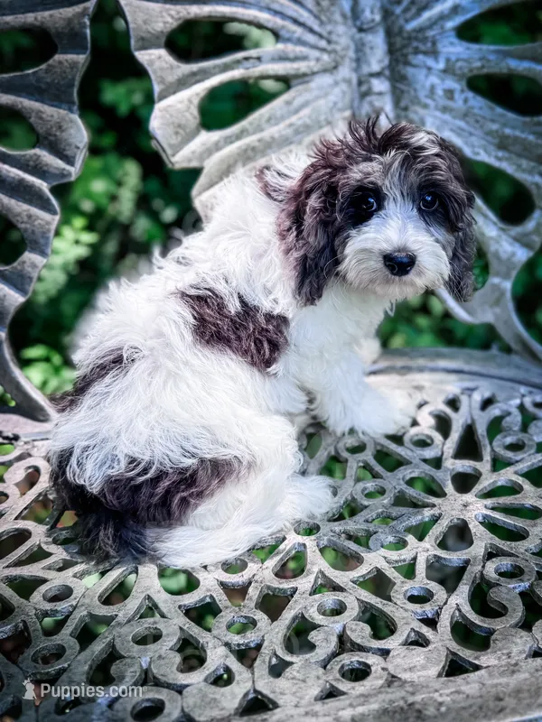 Manchester – Cavapoo puppy for sale in Temple, GA