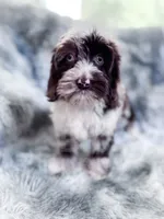 Moondogge, a male Cockapoo for sale in Temple, GA – 8 of 8