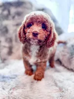 Dugan , a male Cavapoo for sale in Temple, GA – Photo 7 of 8