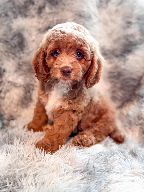 Dugan  – Cavapoo puppy for sale in Temple, GA