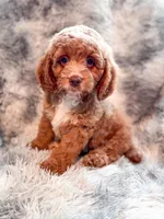 Dugan , a male Cavapoo for sale in Temple, GA – Photo 1 of 8