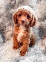 Dugan , a male Cavapoo for sale in Temple, GA – Photo 6 of 8