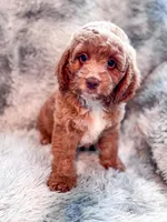 Dugan , a male Cavapoo for sale in Temple, GA – Photo 2 of 8