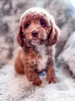 Dugan , a male Cavapoo for sale in Temple, GA – Photo 5 of 8
