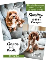 Dugan , a male Cavapoo for sale in Temple, GA – Photo 8 of 8