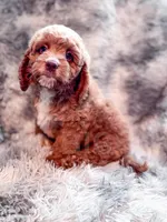 Dugan , a male Cavapoo for sale in Temple, GA – Photo 4 of 8