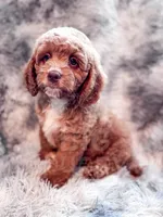 Dugan , a male Cavapoo for sale in Temple, GA – Photo 3 of 8