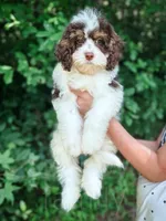 Mudslide, a male Cavapoo for sale in Temple, GA – 1 of 10