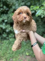 Salsa, a male Cavapoo for sale in Temple, GA – 2 of 5