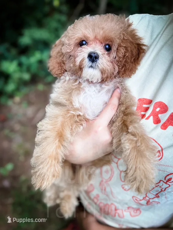 Merlin – Cavapoo puppy for sale in Temple, GA