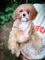 Merlin, a male Cavapoo for sale in Temple, GA – 1 of 8