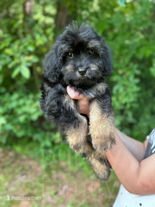 Grove  – Cavapoo puppy for sale in Temple, GA