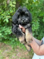 Grove , a male Cavapoo for sale in Temple, GA – 1 of 8