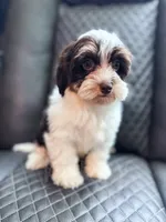 Hershey , a female Havapoo for sale in Temple, GA – 4 of 8