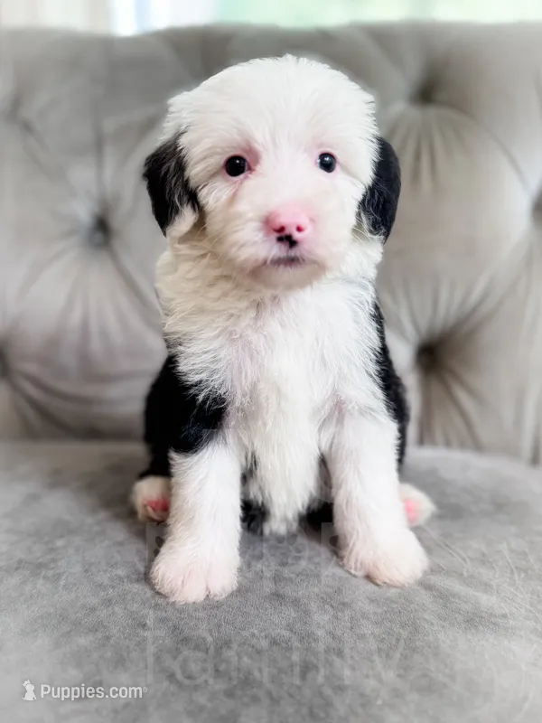 Bubbles – Sheepadoodle puppy for sale in Temple, GA