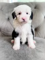 Bubbles, a female Sheepadoodle for sale in Temple, GA – 1 of 4