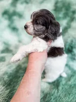 Manchester, a male Cavapoo for sale in Temple, GA – Photo 6 of 9