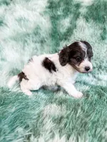 Manchester, a male Cavapoo for sale in Temple, GA – Photo 8 of 9