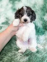 Manchester, a male Cavapoo for sale in Temple, GA – Photo 2 of 9