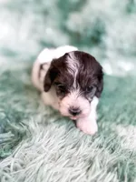 Manchester, a male Cavapoo for sale in Temple, GA – Photo 5 of 9