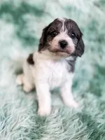 Manchester, a male Cavapoo for sale in Temple, GA – Photo 3 of 9