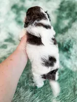 Manchester, a male Cavapoo for sale in Temple, GA – Photo 7 of 9