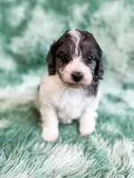Manchester, a male Cavapoo for sale in Temple, GA – Photo 4 of 9