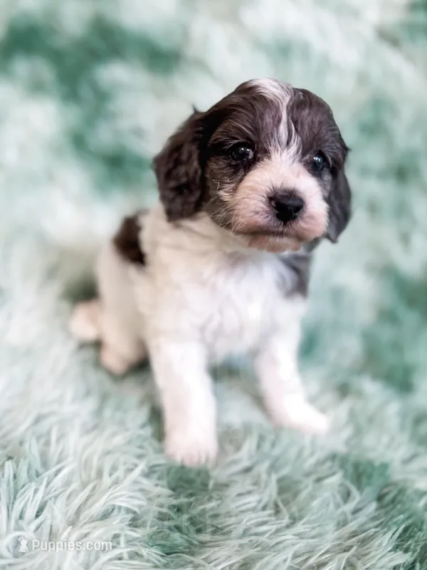 Manchester – Cavapoo puppy for sale in Temple, GA