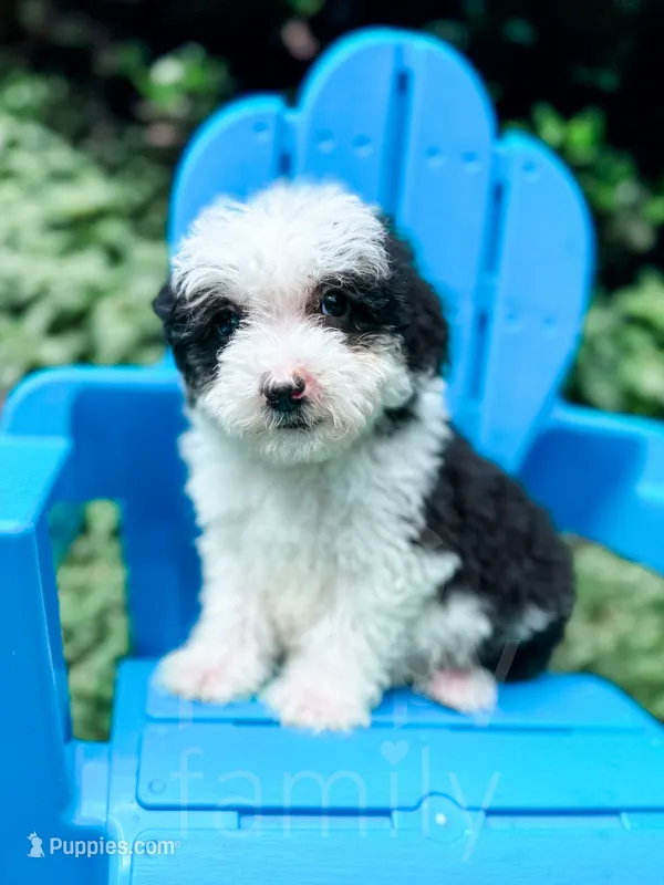 Slinky - Mini Sheepadoodle – Sheepadoodle puppy for sale in Temple, GA