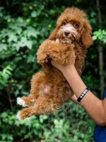 Katie, a female Cavapoo for sale in Temple, GA – 3 of 4
