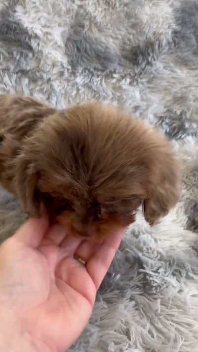 Primo, a male Cavapoo for sale in Temple, GA – 10 of 10