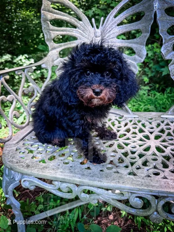 Chester – Cavapoo puppy for sale in Temple, GA