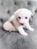 Barbie, a female Sheepadoodle for sale in Temple, GA – 4 of 7